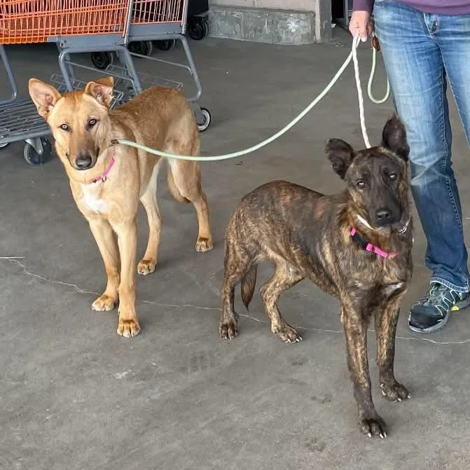 Remington “remy” thumbnail 5