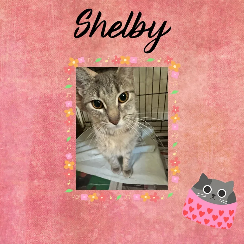 A baby small-sized female Domestic Short Hair cat named Shelby for adoption in Monticello, IN