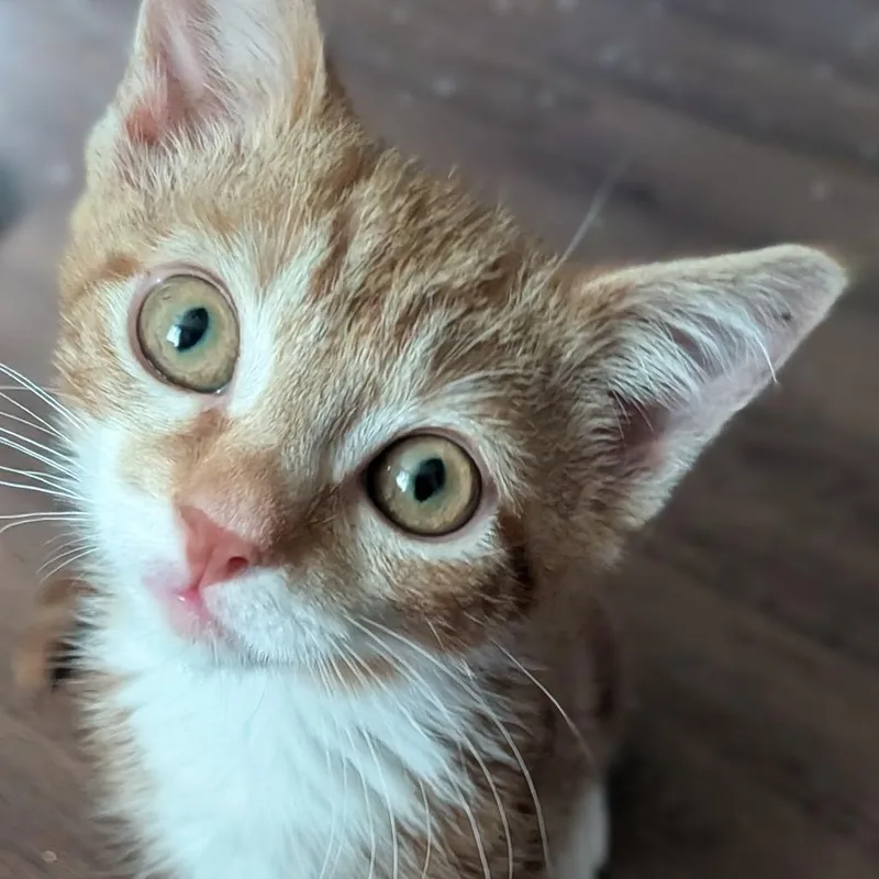 A baby small-sized female Orange / Red Domestic Short Hair cat named Cheeto for adoption in Baltimore, MD