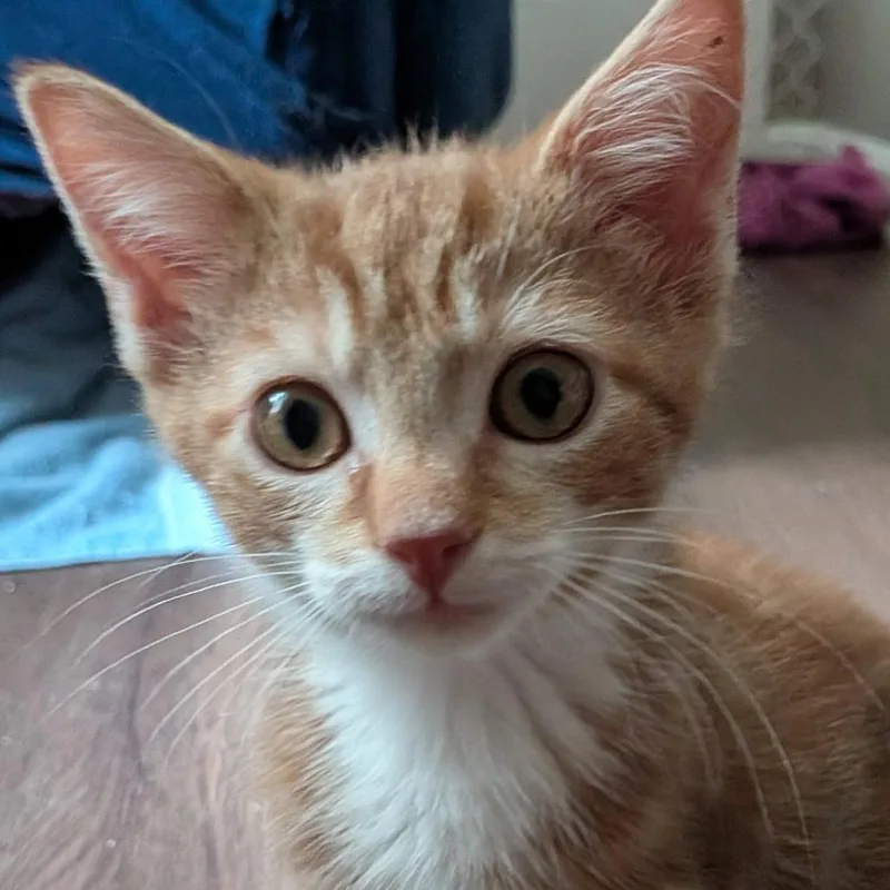 Cheeto thumbnail 2