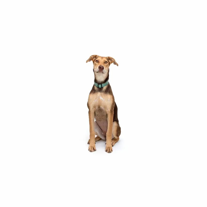 A young medium-sized female Brown / Chocolate Mixed Breed dog named Mitski for adoption in Playa Vista, CA