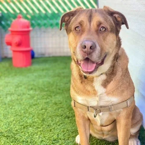 A senior large-sized female Golden Shepherd dog named Cloe for adoption in San Diego, CA