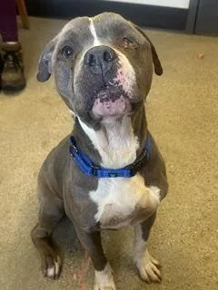 An adult medium-sized male Gray / Blue / Silver Pit Bull Terrier dog named Sheldon for adoption in Cleveland, OH