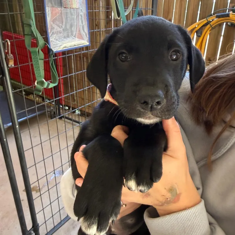 A baby small-sized male Black Mixed Breed dog named Clover for adoption in Hamilton, GA