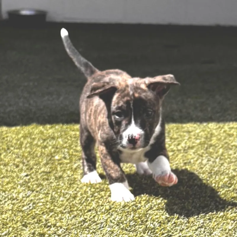 A baby medium-sized female White / Cream Terrier dog named Perdita for adoption in LOXAHATCHEE, FL