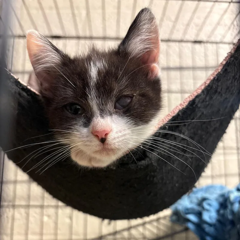 A baby small-sized female Black Domestic Short Hair cat named Mystical Ninja for adoption in Huntington, WV