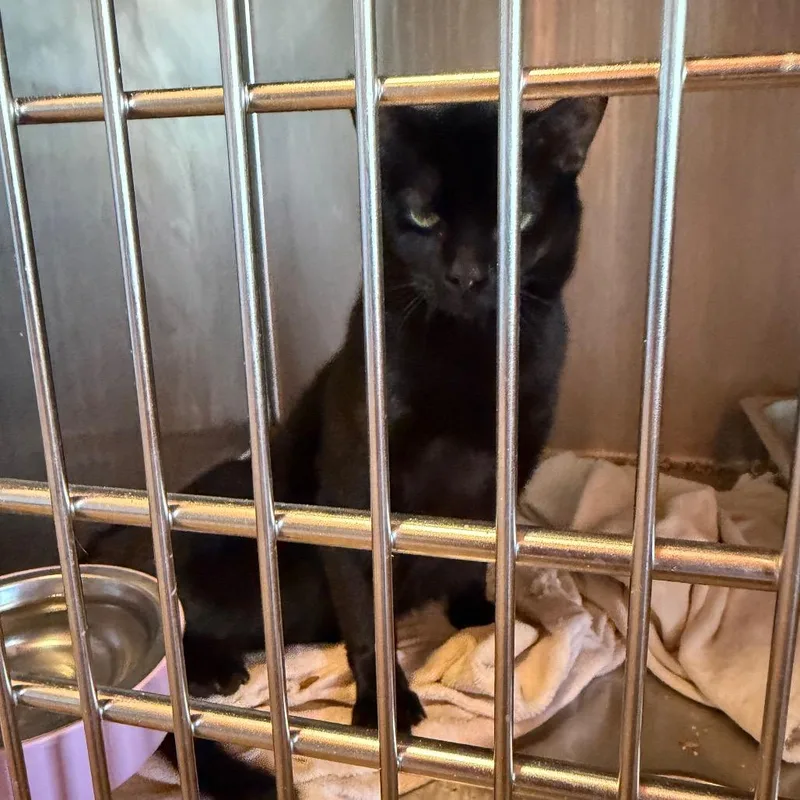 St Patrick thumbnail 2