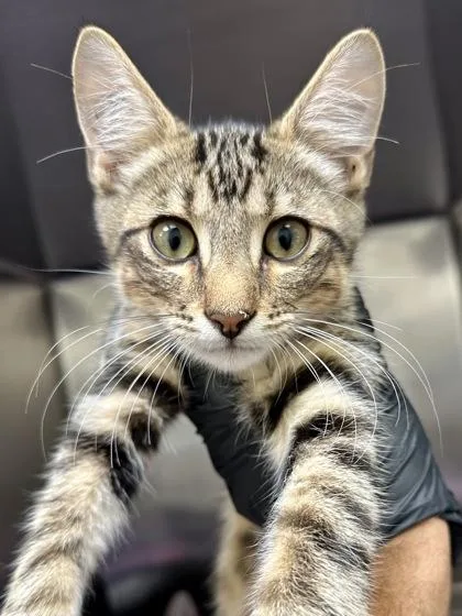 A baby medium-sized male Buff / Tan / Fawn Domestic Short Hair cat named Pope for adoption in Wichita, KS