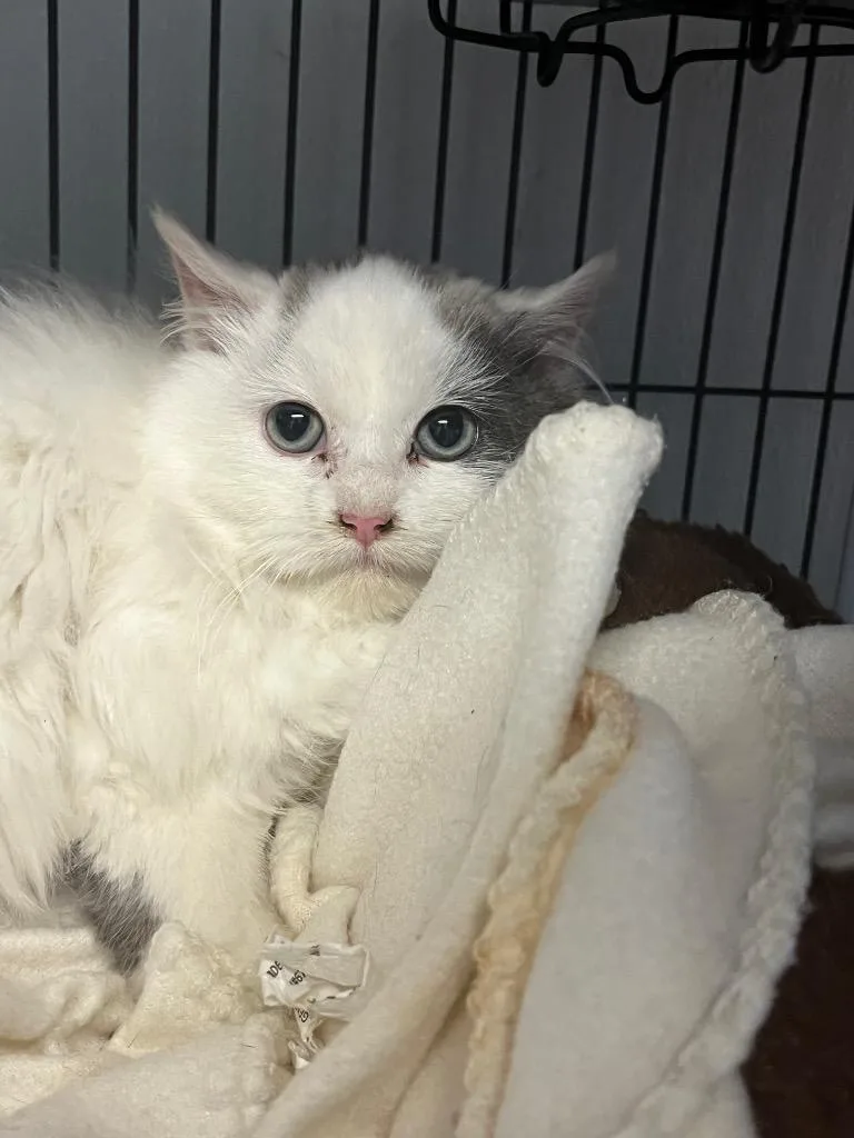 A baby medium-sized male Domestic Long Hair cat named Bear for adoption in Saginaw, MI