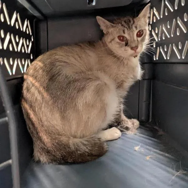 An adult medium-sized female White Domestic Short Hair cat named Working Cat Molly for adoption in Tacoma, WA