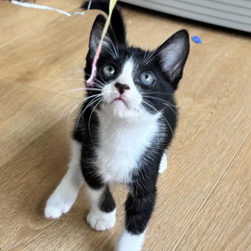 A baby small-sized male Black Domestic Short Hair cat named LIL Boy for adoption in Long Beach, CA