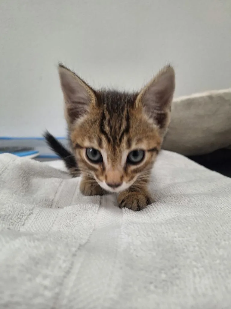A baby medium-sized male Tabby cat named Axl for adoption in Grand Junction, CO