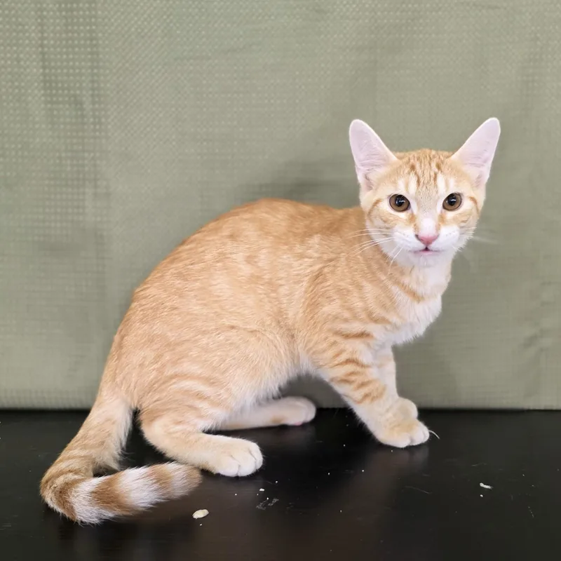 A young medium-sized male Tabby (Orange / Red) Domestic Short Hair cat named Tow Mater for adoption in Macomb Twp, MI