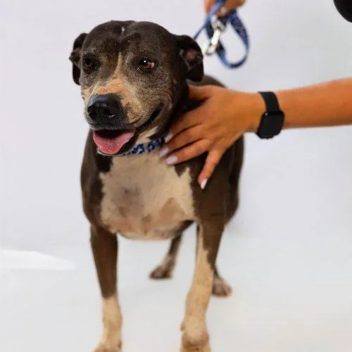 An adult medium-sized female Gray / Blue / Silver Staffordshire Bull Terrier dog named Becca for adoption in Sullivan City, TX