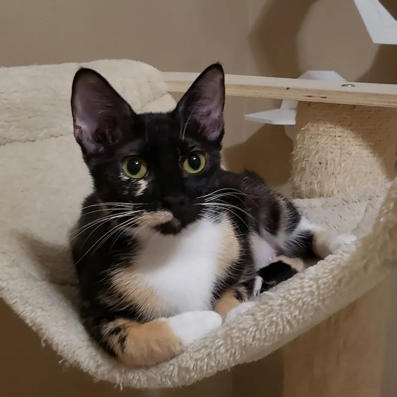 Nadia