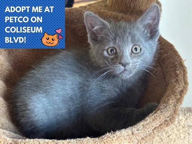 A baby small-sized male Domestic Short Hair cat named Ash for adoption in Fort Wayne, IN
