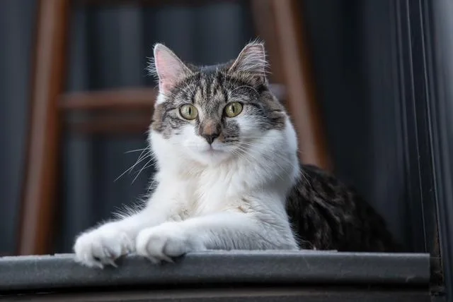A young medium-sized female Domestic Medium Hair cat named Meep for adoption in New York, NY