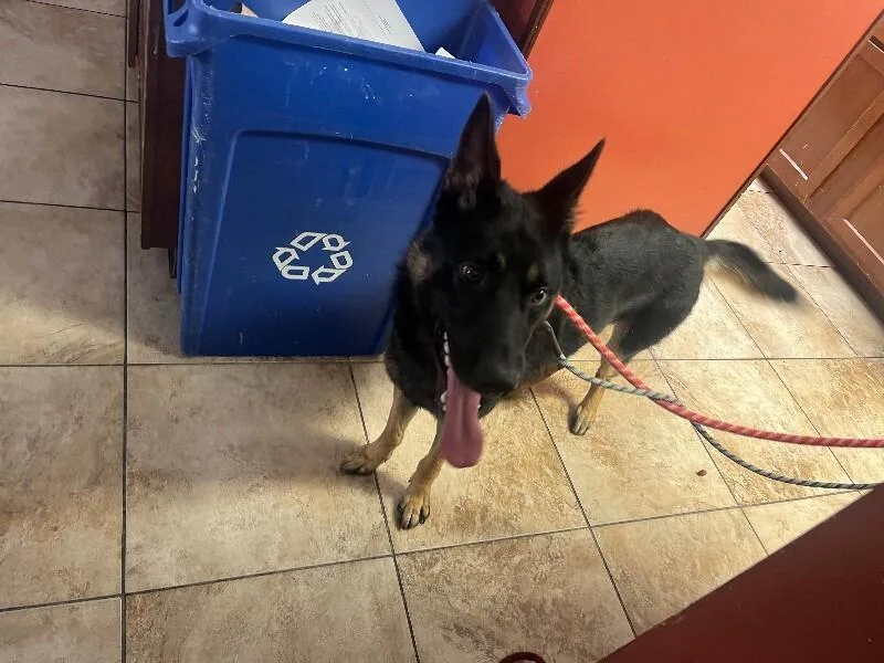 An adult large-sized male Black Mixed Breed dog named Colin for adoption in Cincinnati, OH