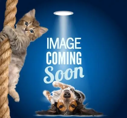 A baby small-sized male Domestic Short Hair cat named Dreamsicle for adoption in Fairhope, AL