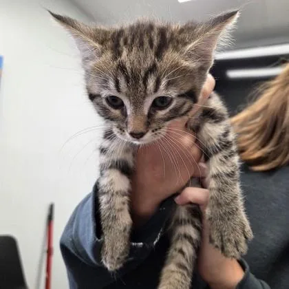 Dreamsicle thumbnail 2