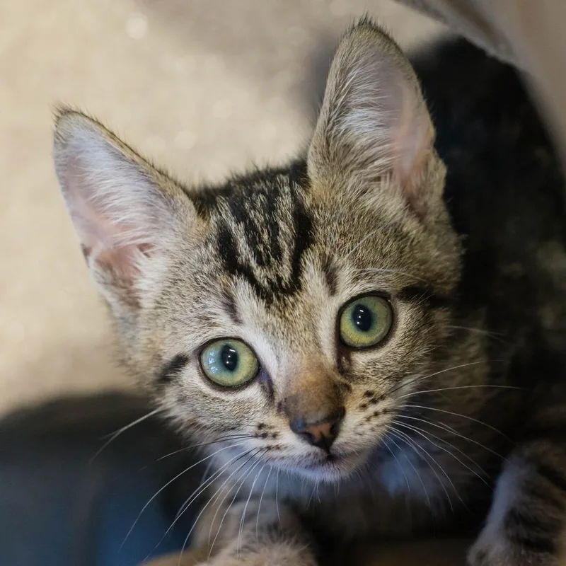 A baby small-sized male Brown / Chocolate Domestic Short Hair cat named Dillon for adoption in Houston, TX
