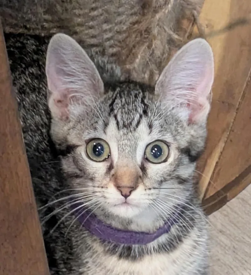 A baby medium-sized female Domestic Short Hair cat named Donna for adoption in Spring, TX