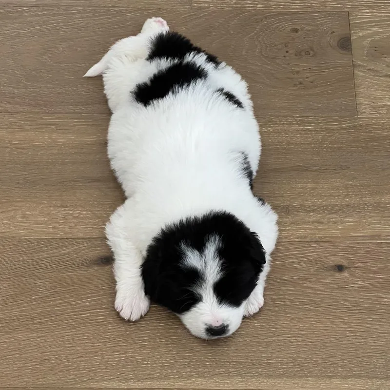 Pepper