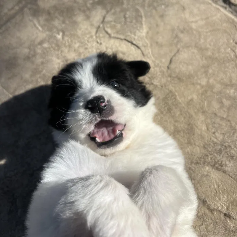 Pepper thumbnail 3