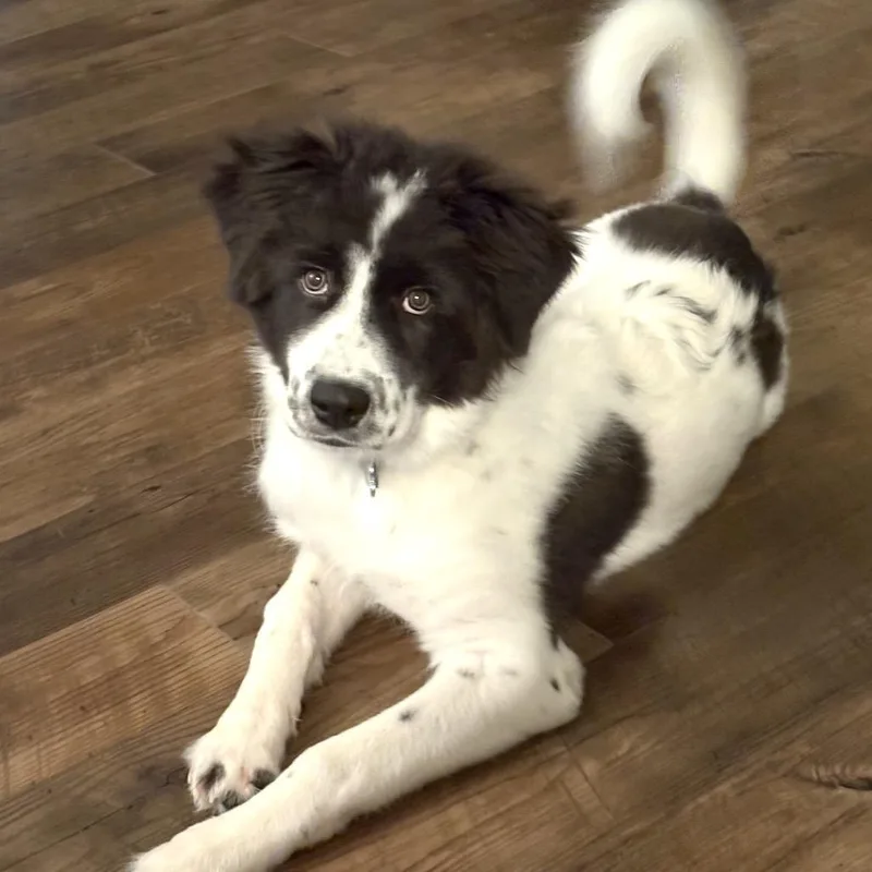 Pepper thumbnail 4