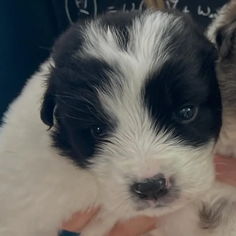 Pepper thumbnail 6