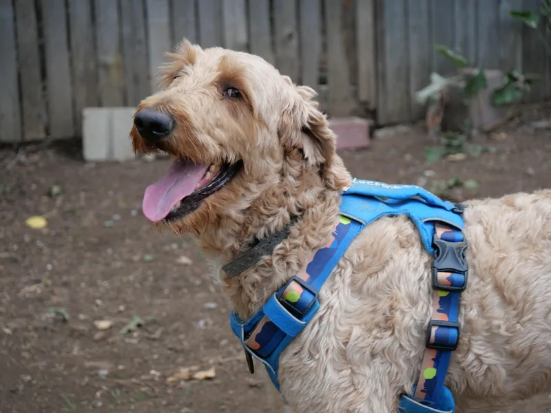 An adult medium-sized male Golden Goldendoodle dog named George for adoption in Boulder, CO