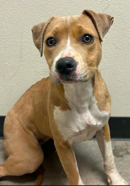 A young small-sized female Terrier dog named Queen Elizabark for adoption in Lampasas, TX