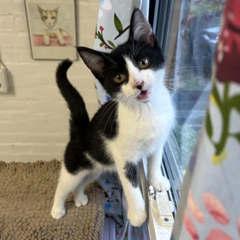 A baby medium-sized male Black & White / Tuxedo Domestic Short Hair cat named Lightning for adoption in Beacon, NY
