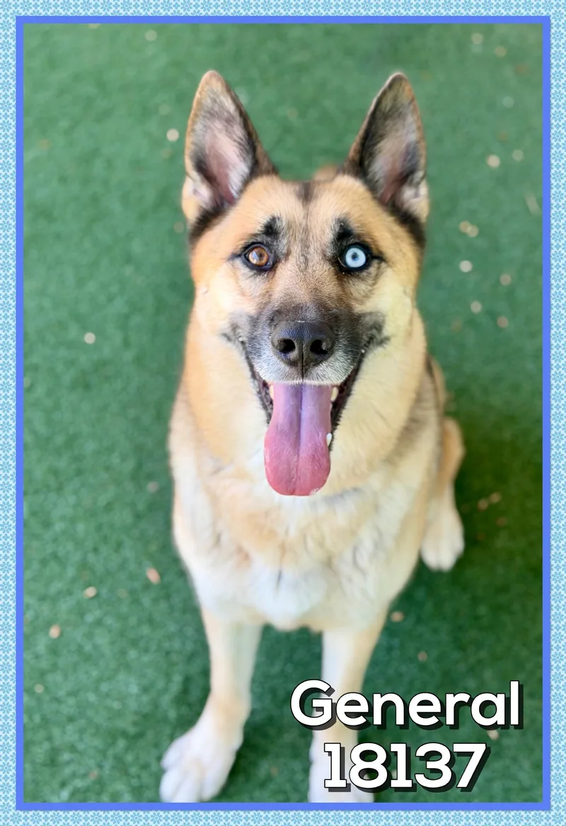 An adult large-sized male Black German Shepherd Dog dog named General for adoption in Marietta, GA