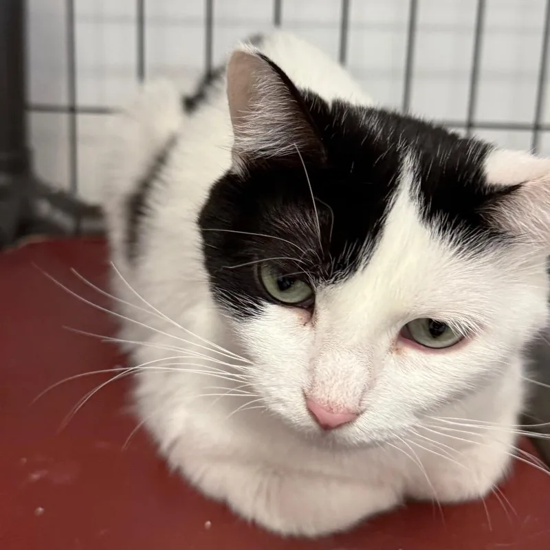 Samantha thumbnail 2