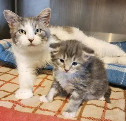 An adult medium-sized female Tabby (Gray / Blue / Silver) Domestic Long Hair cat named Amora for adoption in Fairfield, IA