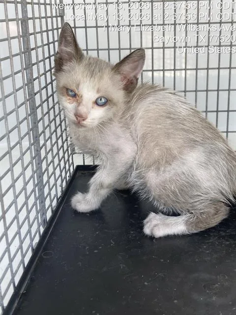 A baby small-sized female Domestic Short Hair cat named Danny for adoption in Baytown, TX