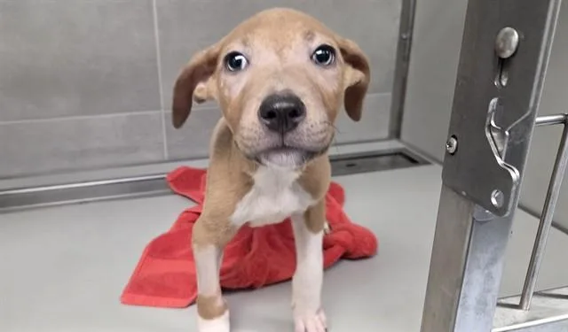 A baby small-sized male Pit Bull Terrier dog named Luka for adoption in Garland, TX