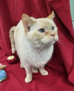 A senior large-sized male Domestic Short Hair cat named Turner for adoption in Bucyrus, OH