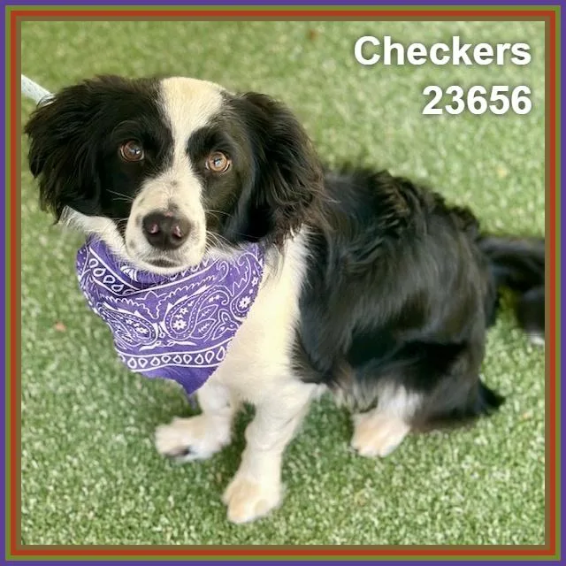 Checkers thumbnail 2