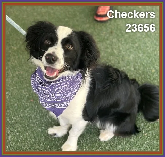 Checkers thumbnail 3