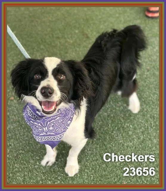 Checkers thumbnail 4