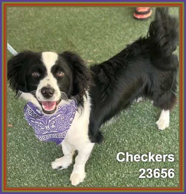 Checkers thumbnail 5