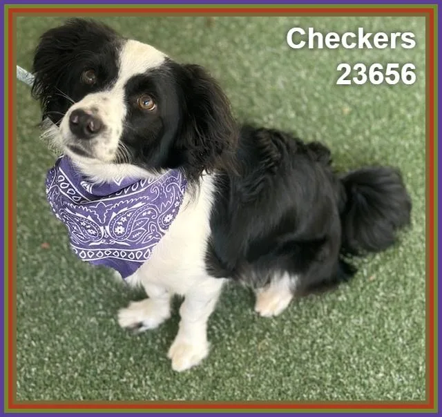 Checkers thumbnail 6