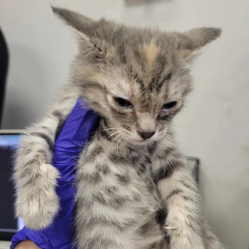 A baby medium-sized female Gray / Blue / Silver Domestic Short Hair cat named Shade for adoption in Westminster, CA