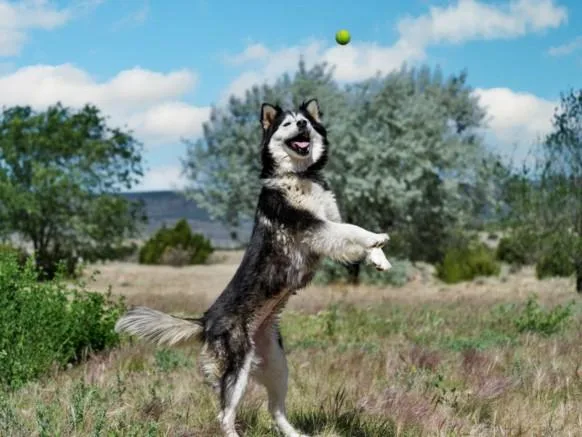 Kenai