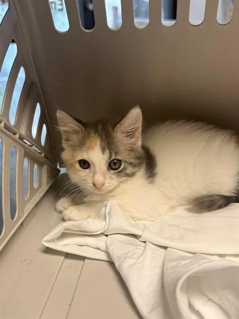A baby small-sized female Domestic Short Hair cat named Gadzooks for adoption in Fort Walton Beach, FL