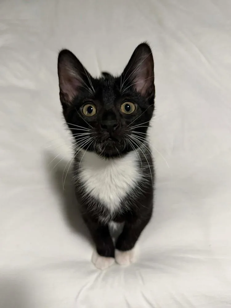 A baby small-sized male Black & White / Tuxedo Domestic Short Hair cat named Toulouse for adoption in Shawnee, OK