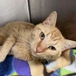 An adult medium-sized male Orange / Red Domestic Short Hair cat named Pollen Explosion for adoption in Gloucester, VA