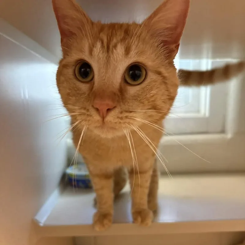 Pollen Explosion thumbnail 2